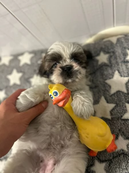 dolci cuccioli di shih tzu/shitzu/shihtzu/shi tzu | Foto 5