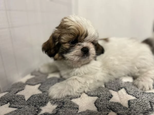 dolci cuccioli di shih tzu/shitzu/shihtzu/shi tzu | Foto 4