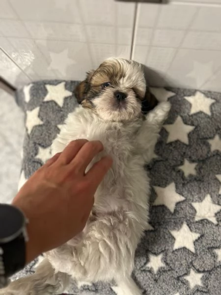 dolci cuccioli di shih tzu/shitzu/shihtzu/shi tzu | Foto 3