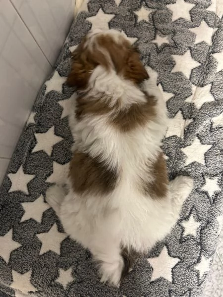 dolci cuccioli di shih tzu/shitzu/shihtzu/shi tzu | Foto 2