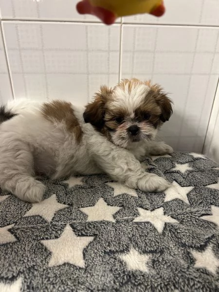 dolci cuccioli di shih tzu/shitzu/shihtzu/shi tzu | Foto 1