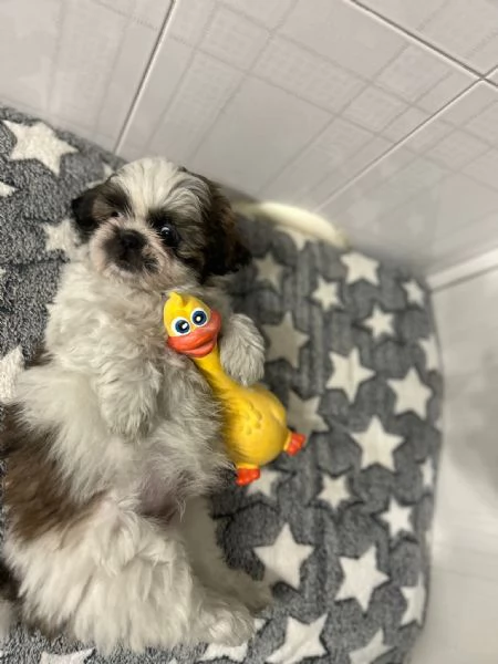 dolci cuccioli di shih tzu/shitzu/shihtzu/shi tzu | Foto 0