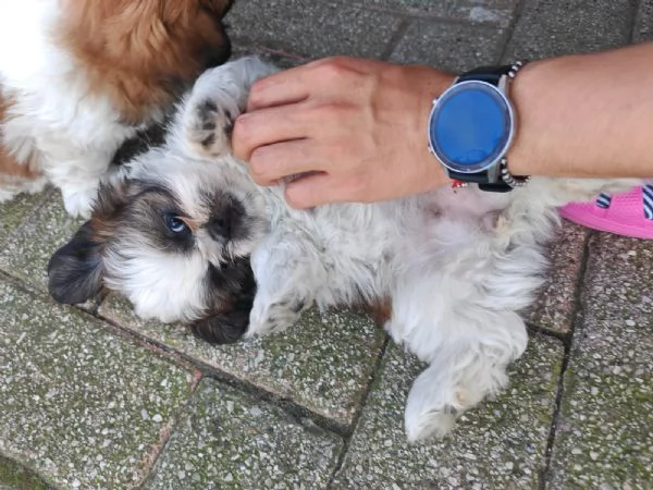 Cuccioli di shih tzu/shihtzu/shi tzu/shitzu | Foto 6