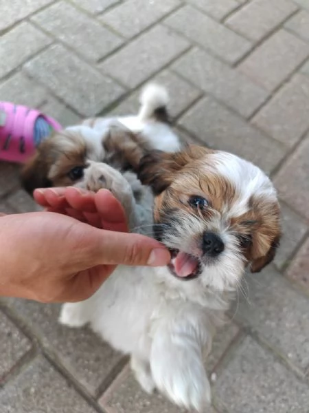 Cuccioli di shih tzu/shihtzu/shi tzu/shitzu | Foto 5