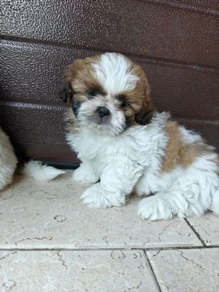 Cuccioli di shih tzu/shihtzu/shi tzu/shitzu