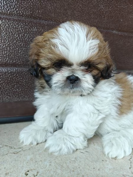 Cuccioli di shih tzu/shihtzu/shi tzu/shitzu | Foto 4