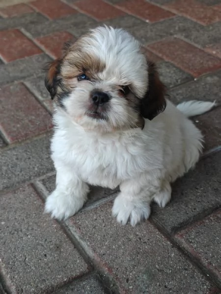 Cuccioli di shih tzu/shihtzu/shi tzu/shitzu | Foto 3