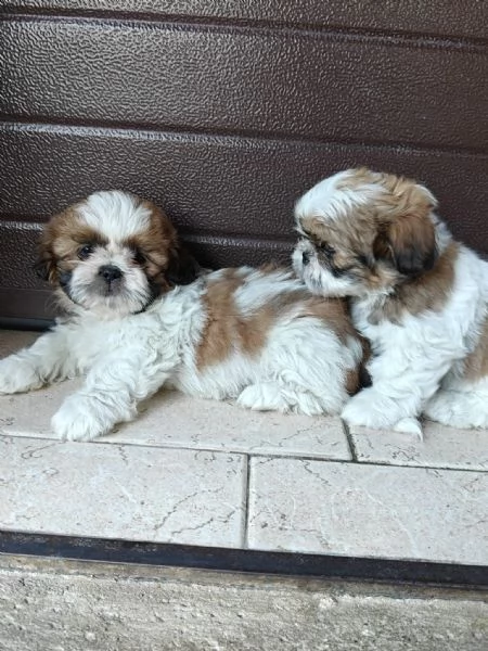 Cuccioli di shih tzu/shihtzu/shi tzu/shitzu | Foto 2
