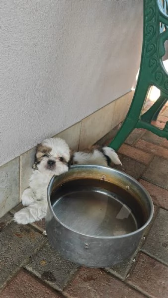 Cuccioli di shih tzu/shihtzu/shi tzu/shitzu | Foto 1