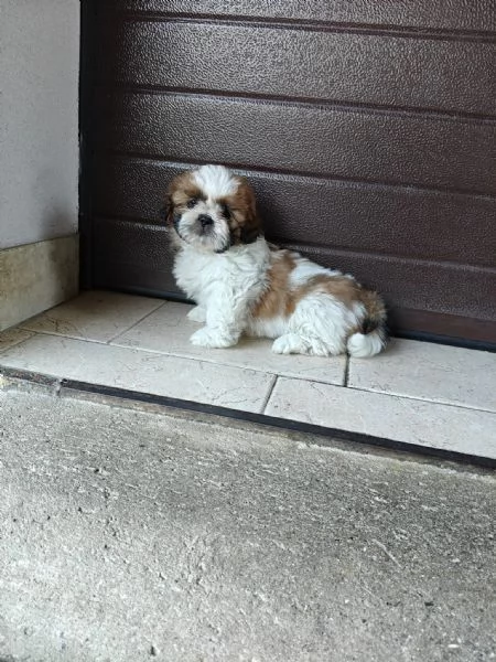 Cuccioli di shih tzu/shihtzu/shi tzu/shitzu | Foto 0
