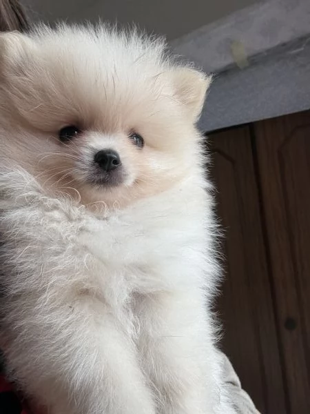 spitz di pomerania  | Foto 10