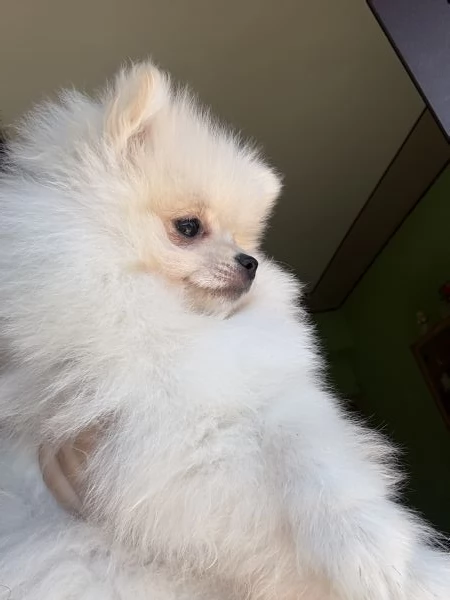 spitz di pomerania  | Foto 9