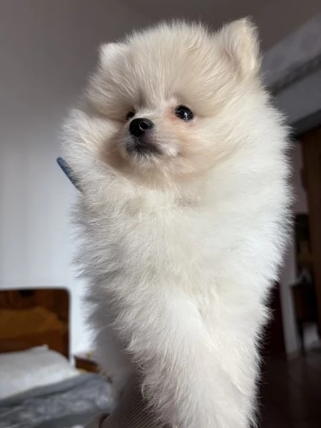 spitz di pomerania  | Foto 8