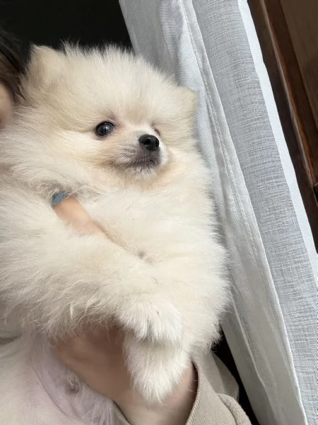 spitz di pomerania  | Foto 7