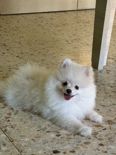 spitz di pomerania  | Foto 6