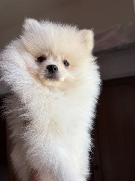 spitz di pomerania  | Foto 5