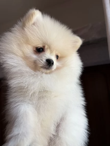 spitz di pomerania  | Foto 4