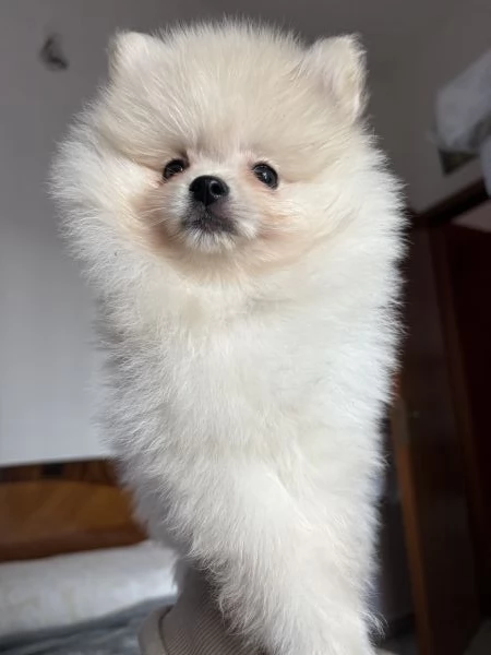 spitz di pomerania  | Foto 3