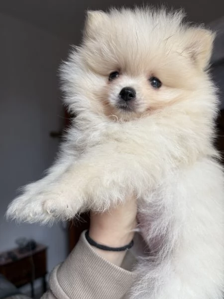 spitz di pomerania  | Foto 2
