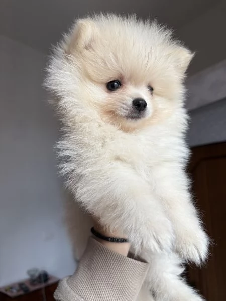 spitz di pomerania  | Foto 1