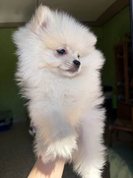 spitz di pomerania  | Foto 0