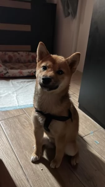 SHIBA INU 