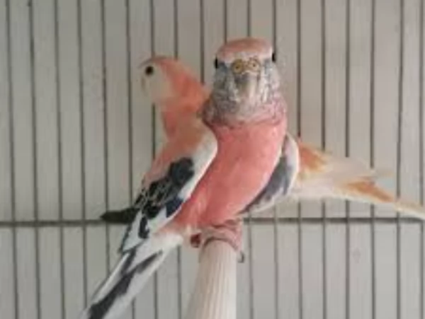 Coppia di Parrocchetto di Burk 