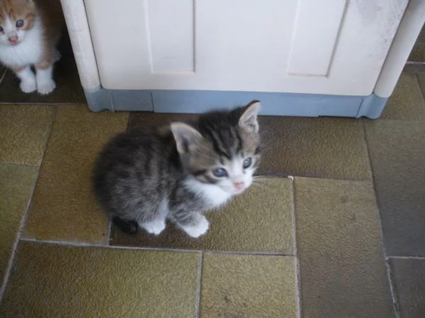 regalo gattini | Foto 0