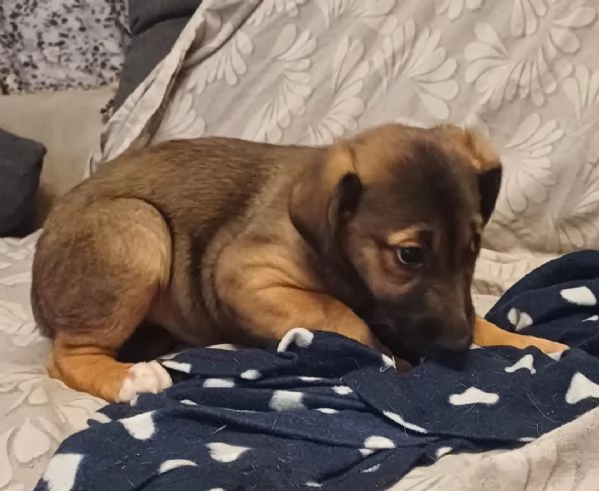 Cuccioli in adozione 