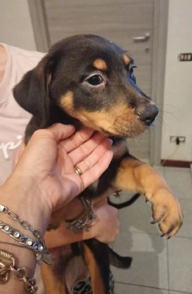 Cuccioli in adozione  | Foto 5