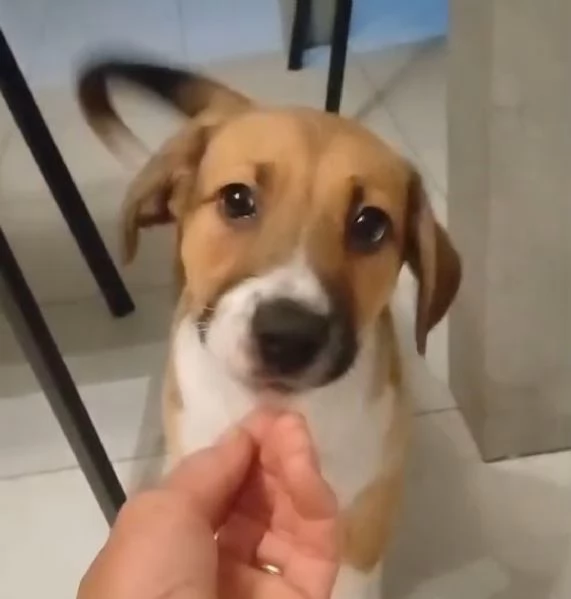 Cuccioli in adozione  | Foto 4