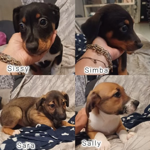 Cuccioli in adozione  | Foto 2