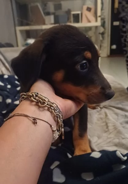 Cuccioli in adozione  | Foto 1