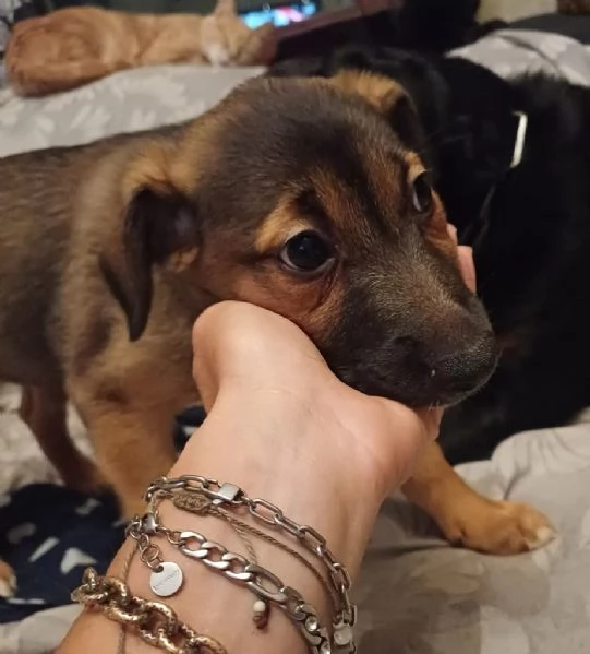 Cuccioli in adozione  | Foto 0