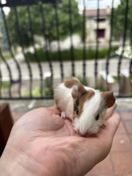 Cuccioli porcellini d’india