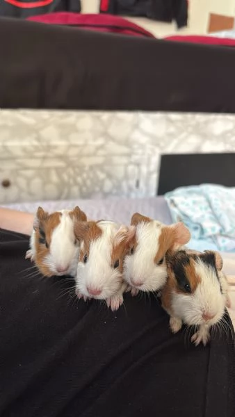 Cuccioli porcellini d’india | Foto 6