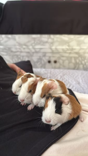 Cuccioli porcellini d’india | Foto 5