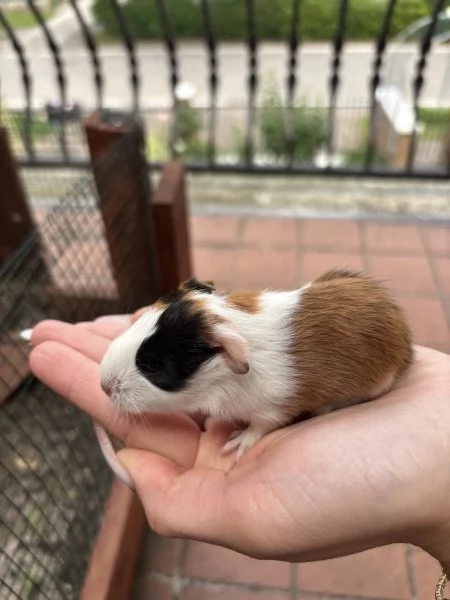 Cuccioli porcellini d’india | Foto 4