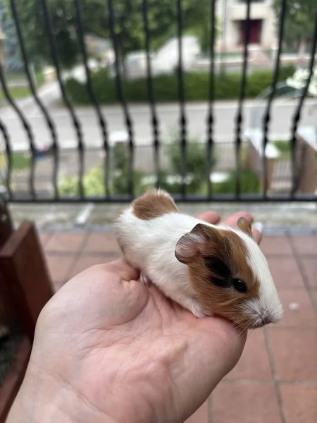 Cuccioli porcellini d’india | Foto 3