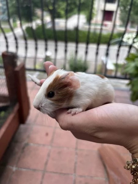 Cuccioli porcellini d’india | Foto 2