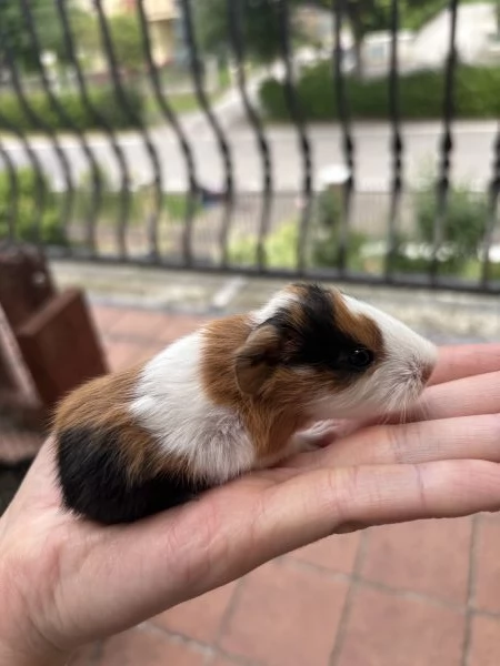 Cuccioli porcellini d’india | Foto 1