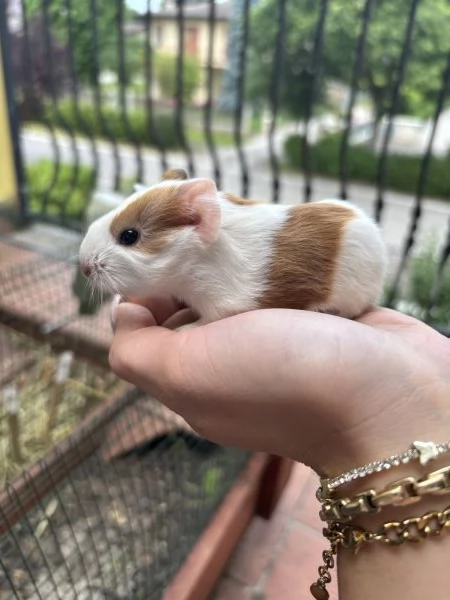 Cuccioli porcellini d’india | Foto 0