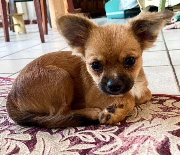 Meravigliosi chihuahua a pelo lungo 