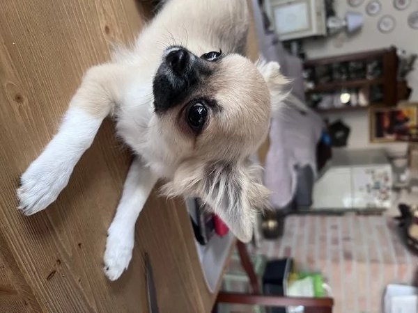Meravigliosi chihuahua a pelo lungo  | Foto 6