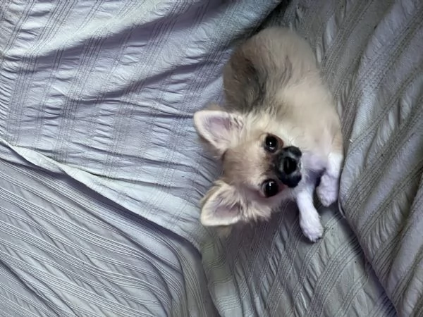 Meravigliosi chihuahua a pelo lungo  | Foto 5