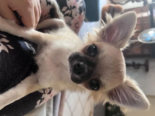 Meravigliosi chihuahua a pelo lungo  | Foto 4