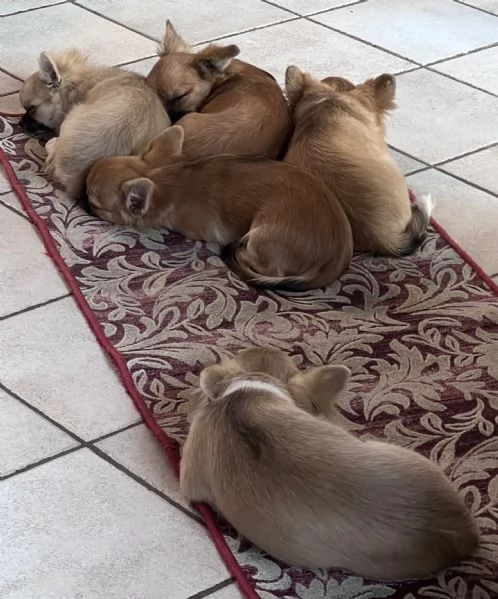 Meravigliosi chihuahua a pelo lungo  | Foto 3