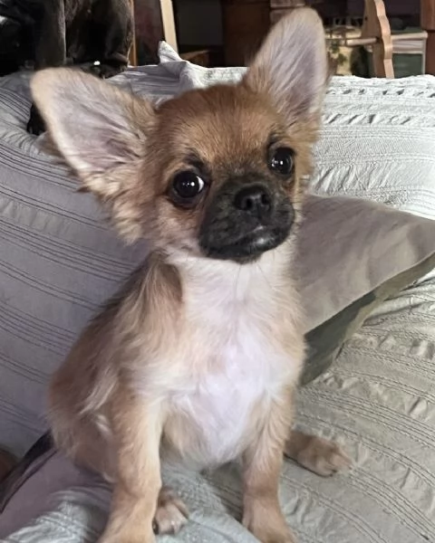 Meravigliosi chihuahua a pelo lungo  | Foto 2