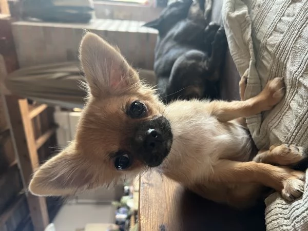 Meravigliosi chihuahua a pelo lungo  | Foto 1