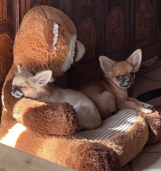 Meravigliosi chihuahua a pelo lungo  | Foto 0
